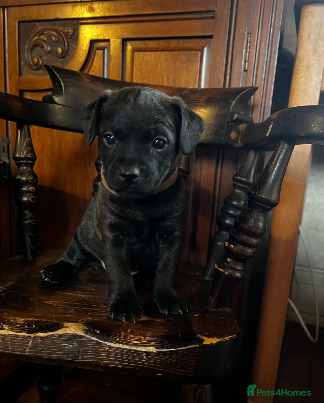 Patterdale Terrier dogs for sale: Beautiful Patterdale pups  - Advert 1