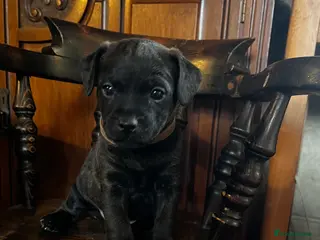 Patterdale Terrier dogs Beautiful Patterdale pups - Advert 3