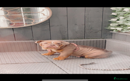 English Bulldog dogs for sale: English bulldog lilac and tan female adult  - Image 5