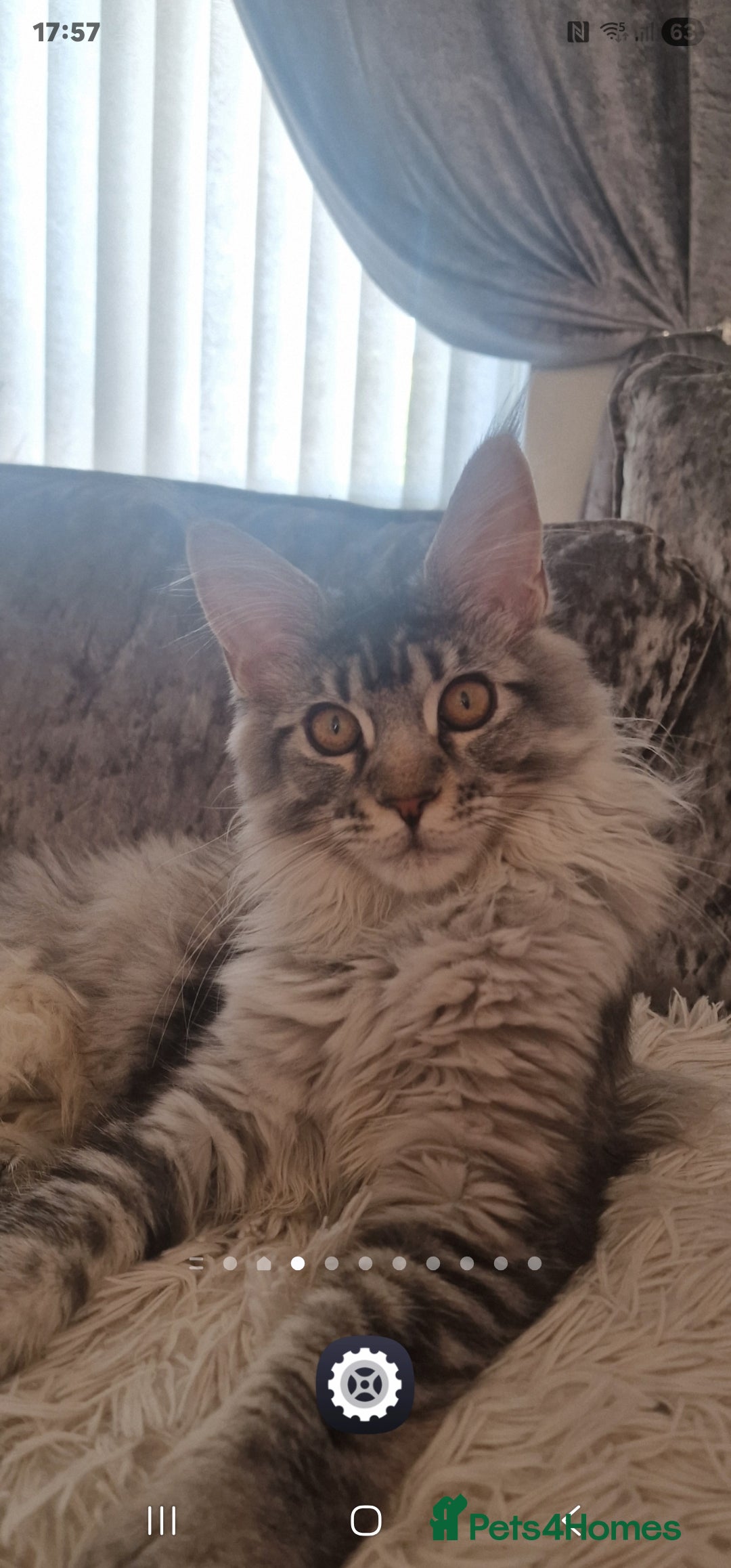 Maine Coon cats Maincoon female - Advert 18