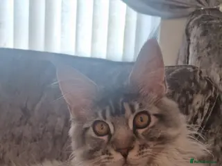 Maine Coon cats Maincoon female - Advert 18