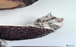 Maine Coon cats for sale: PEDIGREE MAINE COON KITTENS 5 BOYS - Image 38