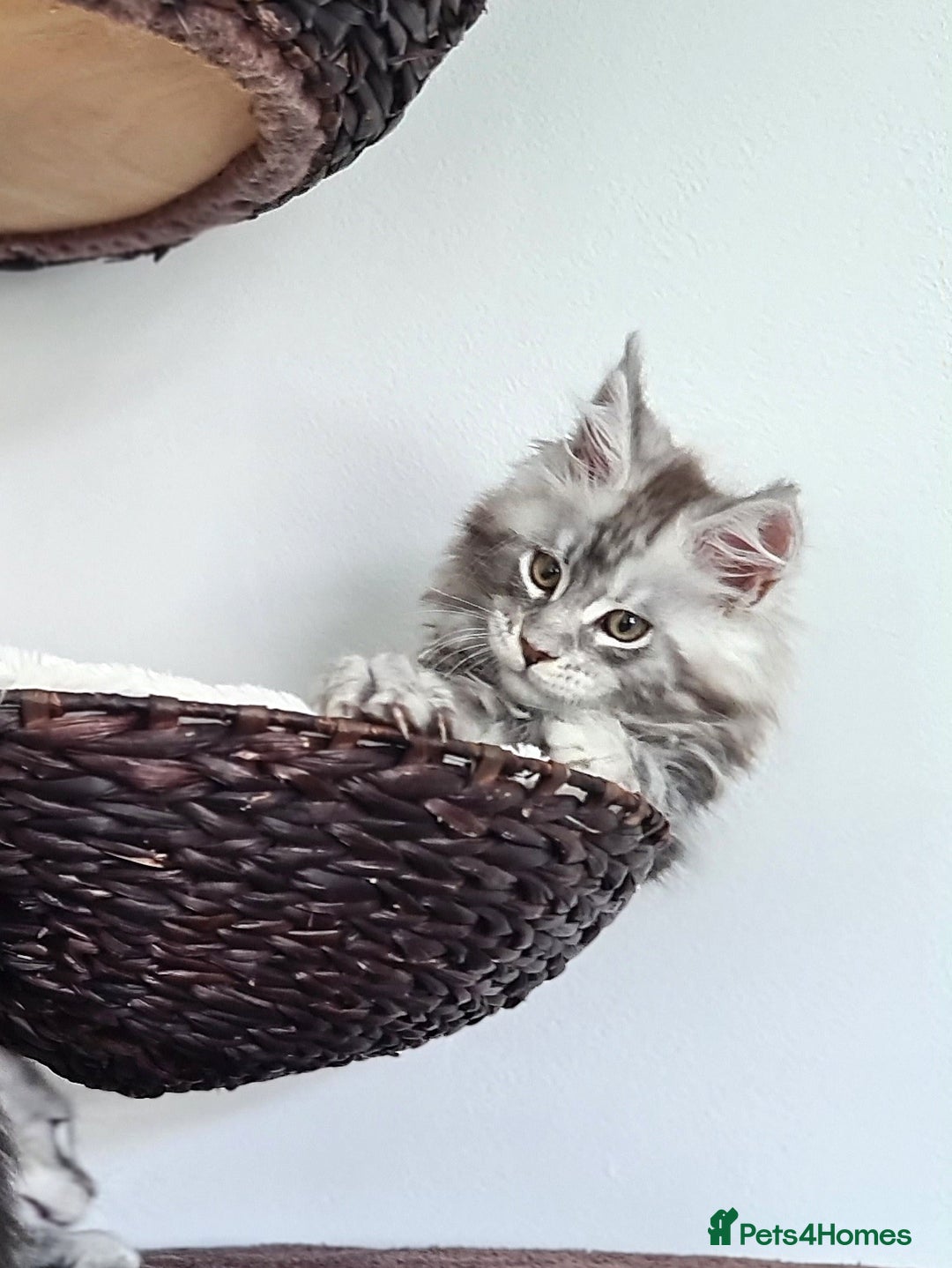 Maine Coon cats for sale: PEDIGREE MAINE COON KITTENS 5 BOYS - Image 38