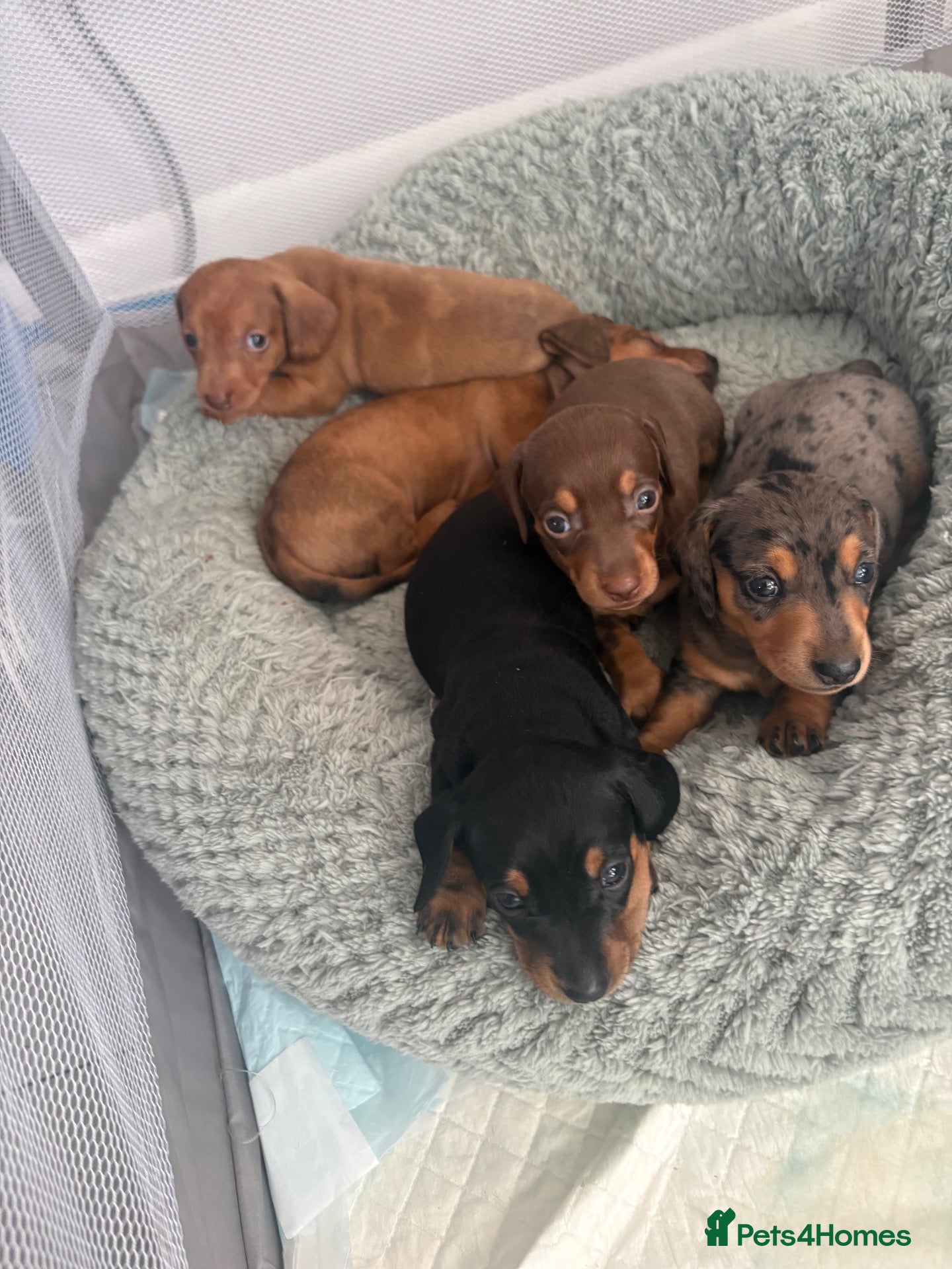 Miniature Dachshund dogs Miniature Daschund puppy’s 4 boys and 1 girl  - Advert 21