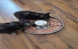 Maine Coon cats for sale: Variety of Maine coon kittens - Image 13