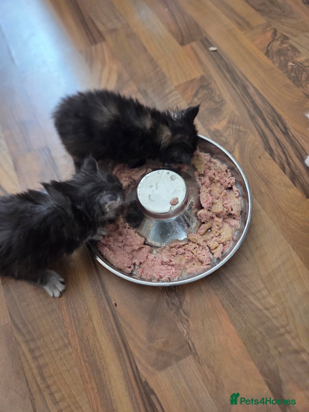 Maine Coon cats for sale: Variety of Maine coon kittens - Image 13