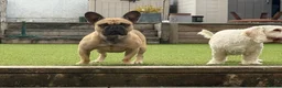 French Bulldog dogs for stud: French Bulldog Stud Available 3 Years Old Unproven - Advert 1