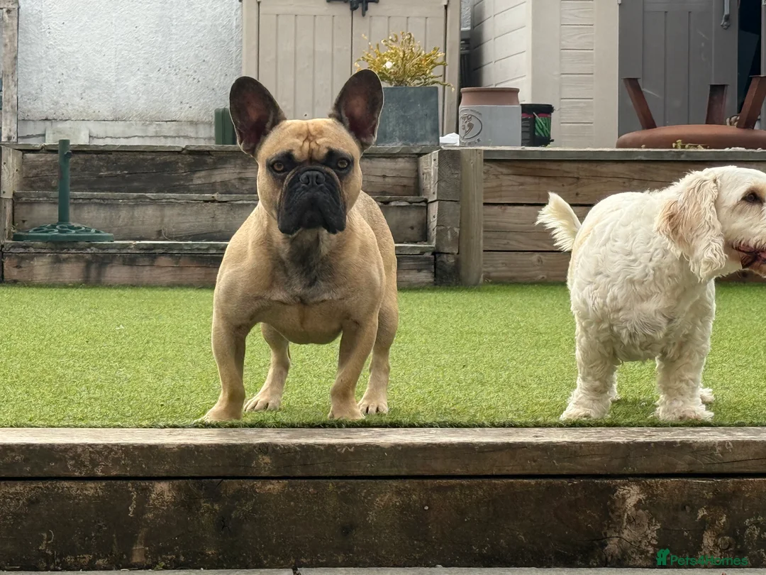 French Bulldog dogs for stud: French Bulldog Stud Available 3 Years Old Unproven - Advert 1