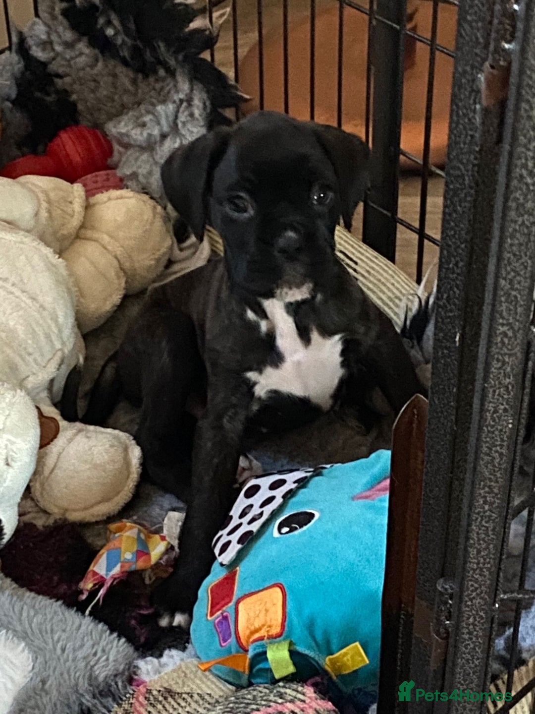 Boxer dogs for sale: Boxer puppies - Advert 5