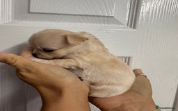 Chug dogs for sale: 6 beautiful chug puppies for sale ❤️ - Image 22