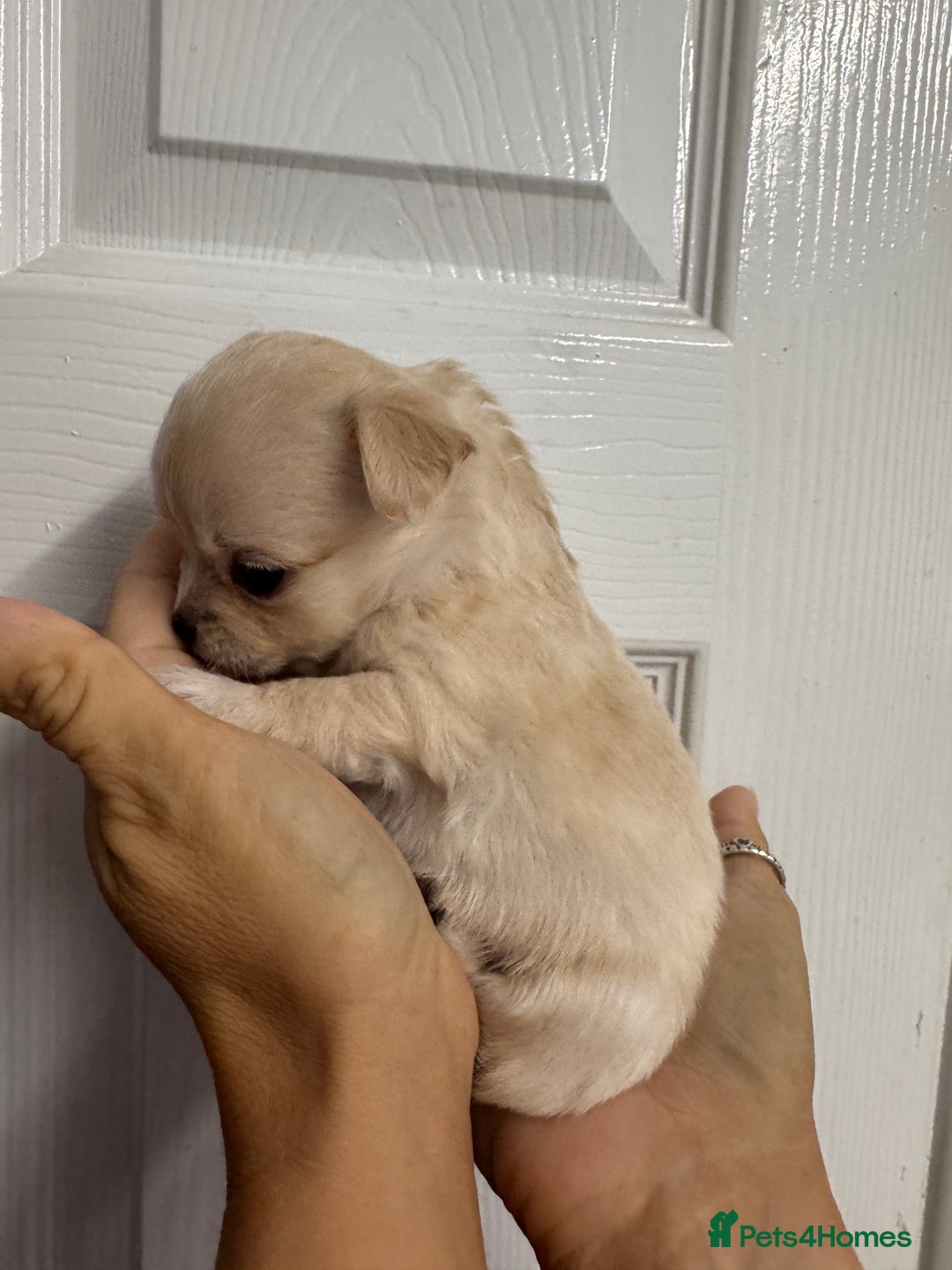 Chug dogs for sale: 6 beautiful chug puppies for sale ❤️ - Image 22
