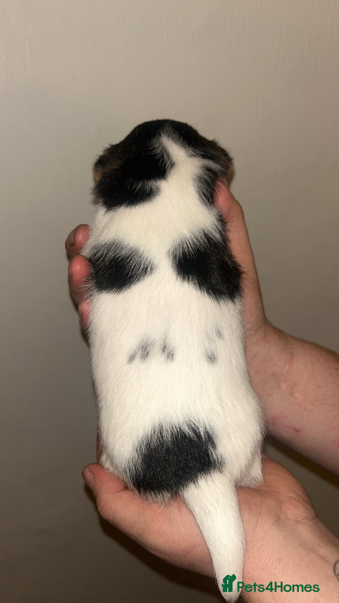 Jack Russell dogs for sale: Jack Russell Pups. 2 girls 2 boys  - Advert 5