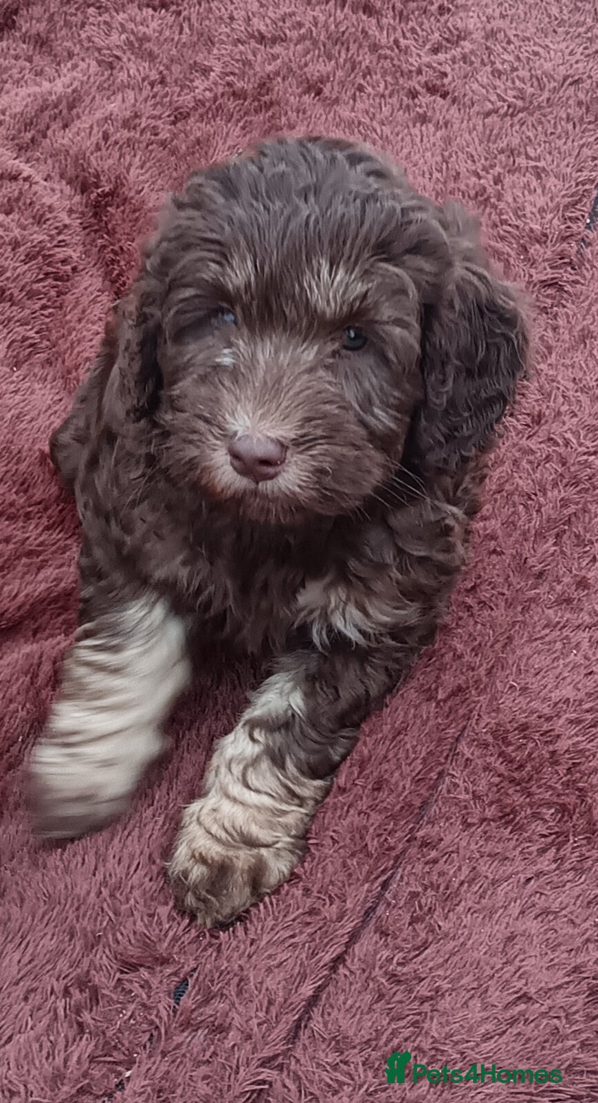 Labradoodle dogs 🐾🌈 Bred for Potential, Raised for Resilience🐾🌈 - Advert 2