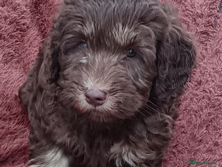 Labradoodle dogs 🐾🌈 Bred for Potential, Raised for Resilience🐾🌈 - Advert 2