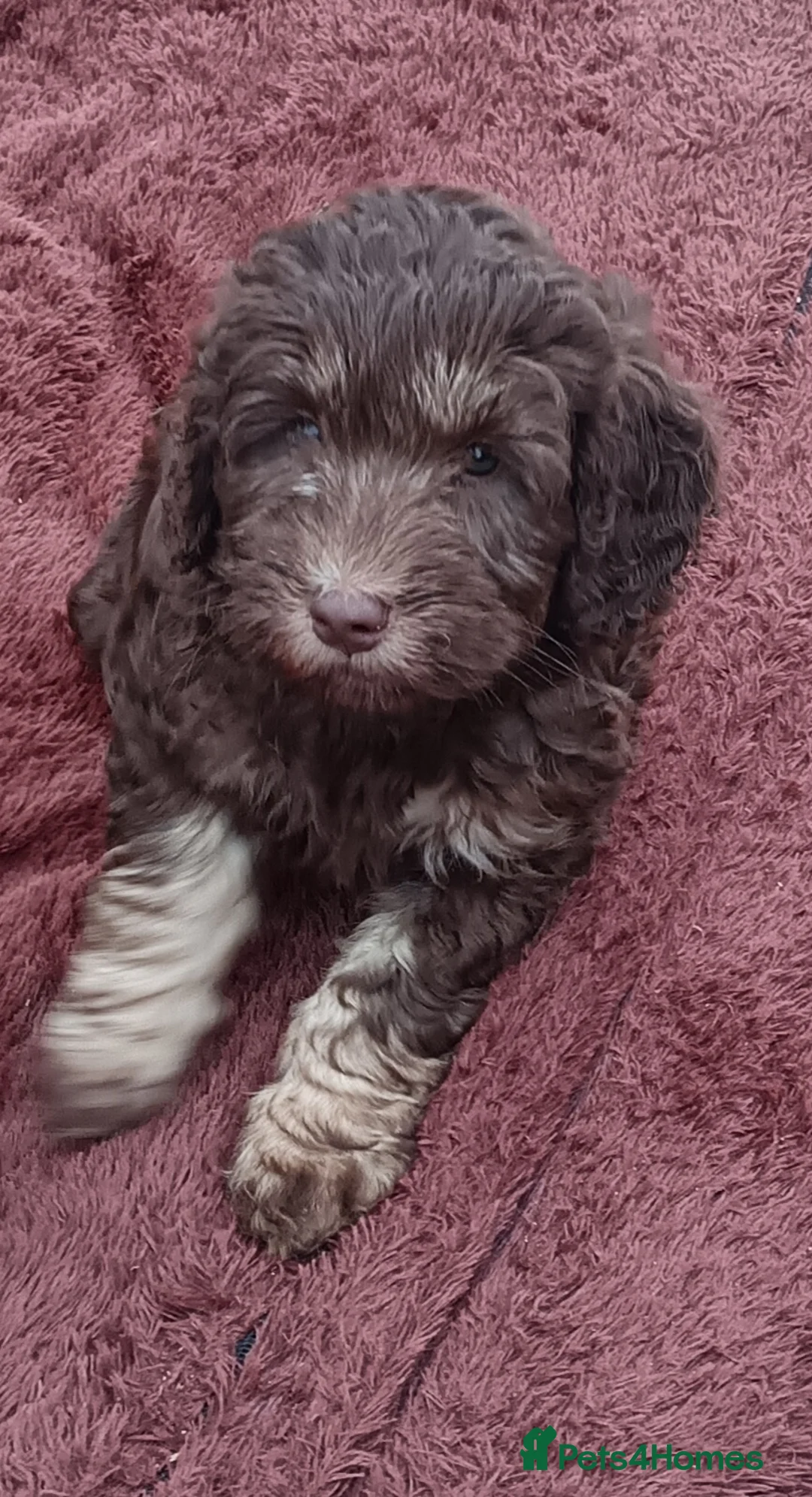 Labradoodle dogs for sale: 🐾🌈 Bred for Potential, Raised for Resilience🐾🌈 - Advert 11