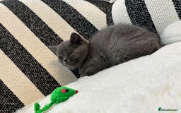 British Shorthair cats for sale: British Shorthair Kittens  - Image 6