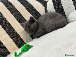 British Shorthair cats - Advert 8