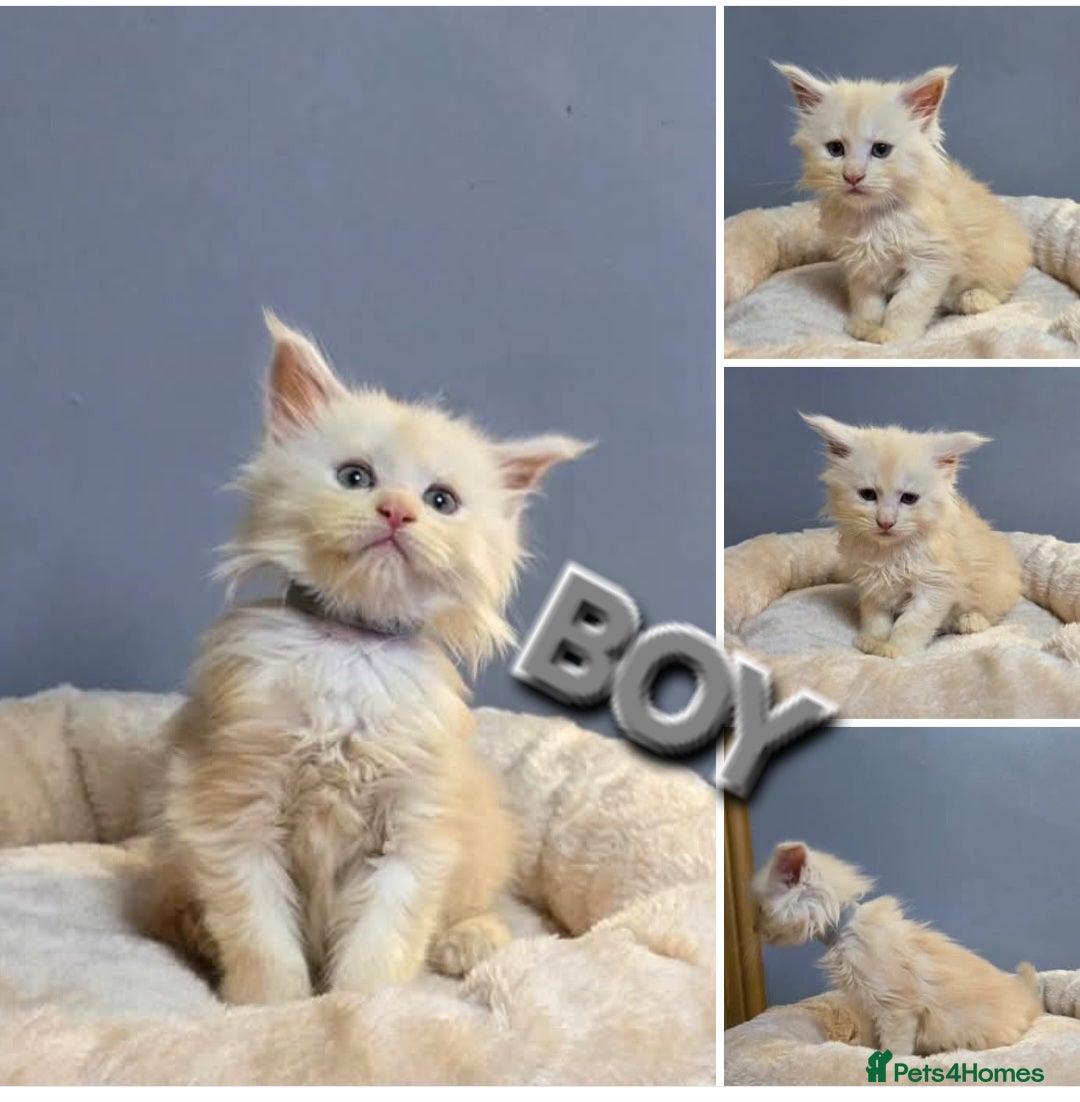 Maine Coon cats for sale: Pure breed Maine Coon Kittens  - Advert 10