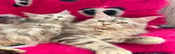 Maine Coon cats for sale: Maine coon kittens silver tabby ready now - Advert 5