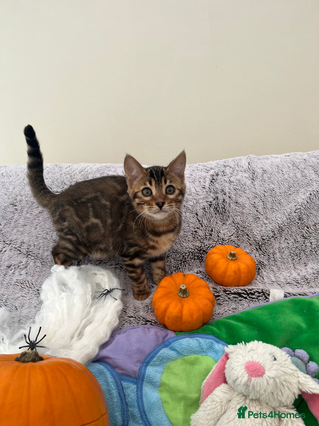Bengal cats for sale: OUTSTANDING TICA reg BENGAL KITTENS - Image 17