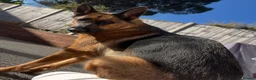 German Shepherd dogs for sale: KC reg German shepherd puppies  - Advert 3