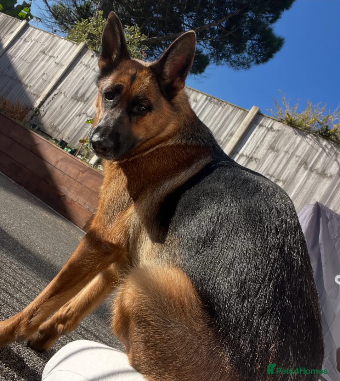 German Shepherd dogs for sale: KC reg German shepherd puppies  - Advert 3