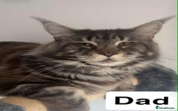 Maine Coon cats for sale: Full maine coon kittens for sale - Image 3