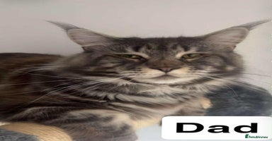 Maine Coon cats - Advert 10