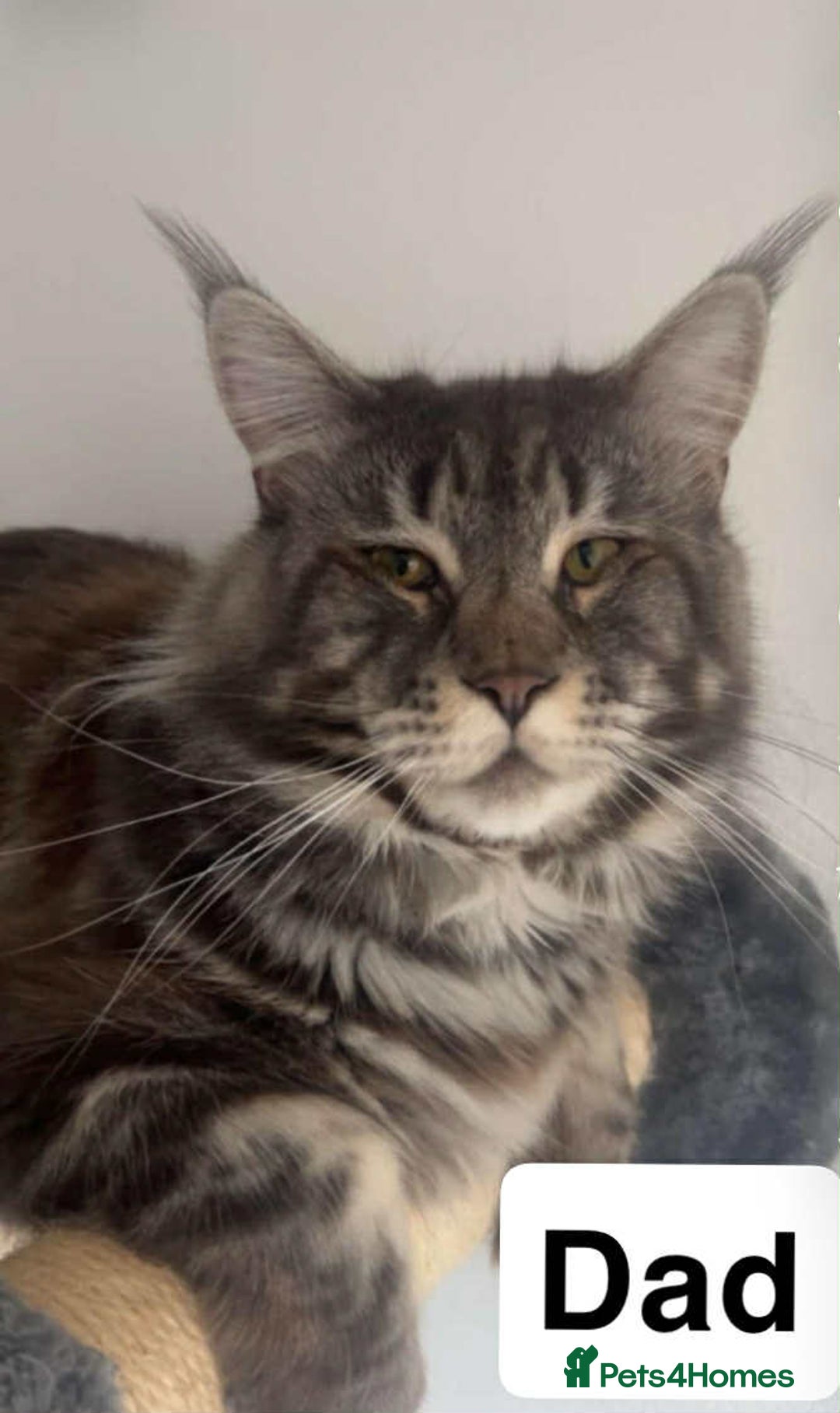 Maine Coon cats for sale: Full maine coon kittens for sale - Image 3