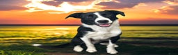Border Collie dogs for sale: Male Border Collie - Advert 5