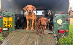 Cocker Spaniel dogs for stud: Fully health tested dark red working cocker stud - Image 3