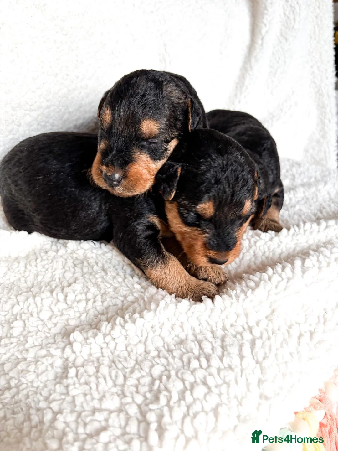 Airedale Terrier dogs for sale: ⭐ QUALITY KC AIREDALE TERRIERS ⭐ - Advert 5