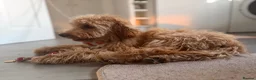 Cockapoo dogs for sale: Bailey  in Richmond - Advert 3