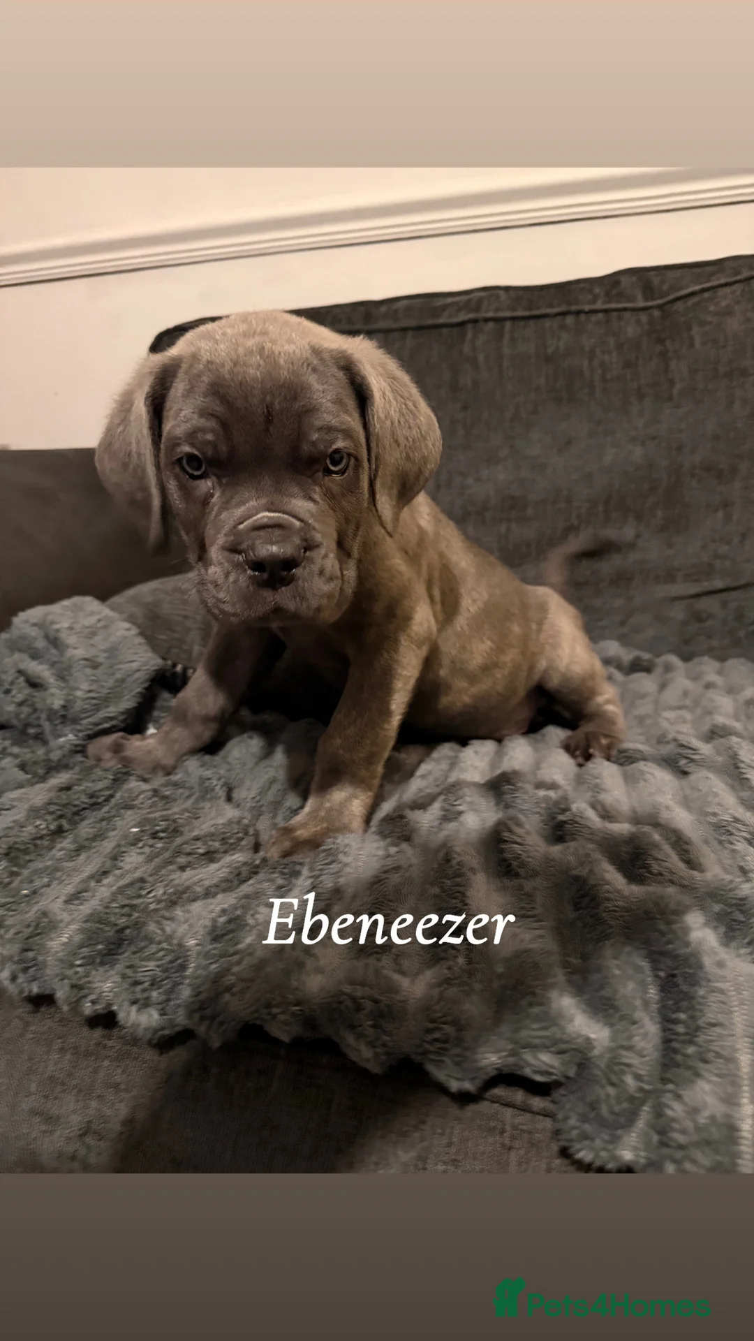 Cane Corso dogs for sale: Blue/lilac cane corsos  - Advert 16