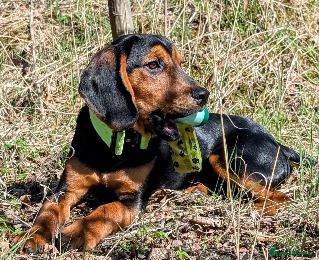 Bocker dogs for stud: Spirit  - Advert 4