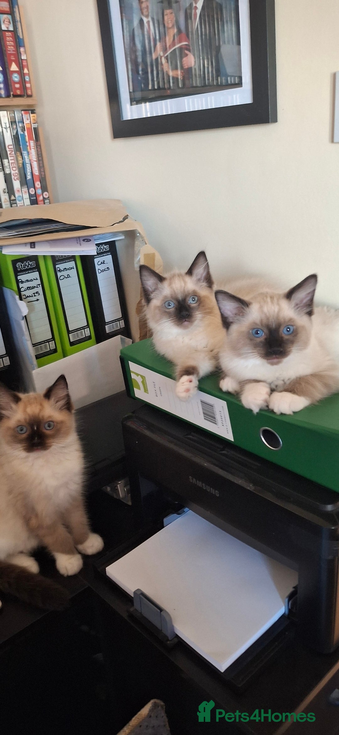 Ragdoll cats for sale: Stunning full Ragdoll kittens for sale - Image 15