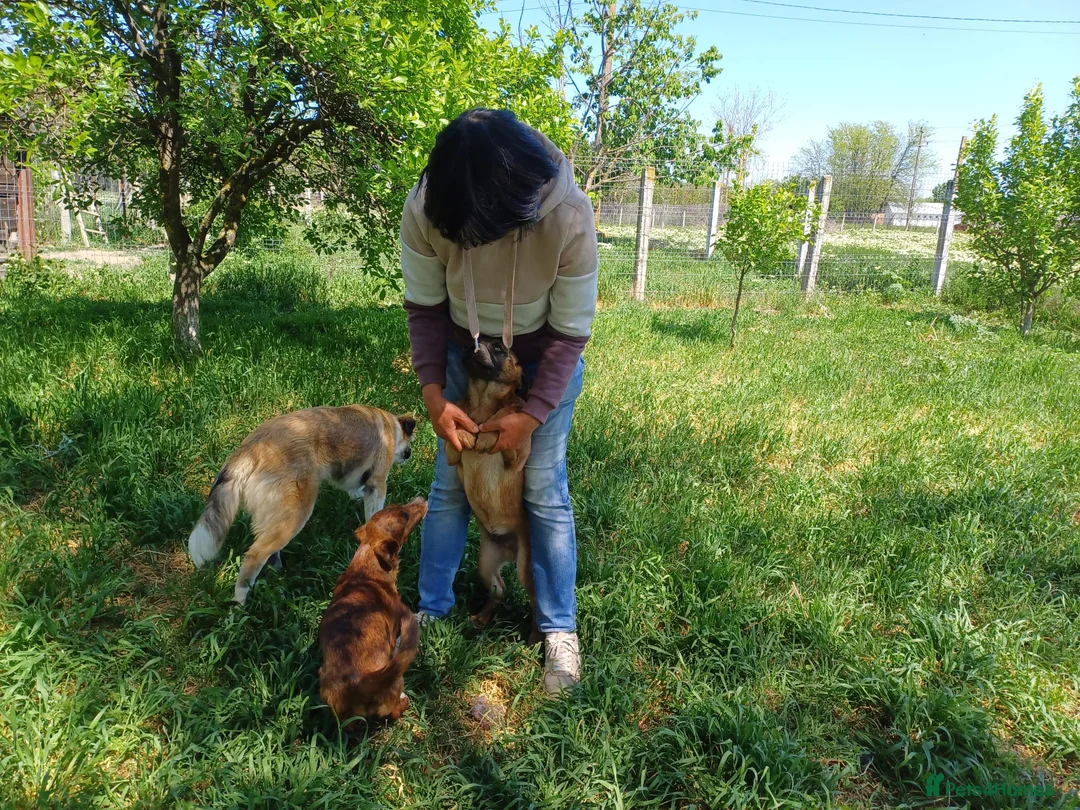 Mixed Breed dogs for adoption: BLUE, a Lovely Puppy Boy - for a Loving Home in Nottingham - Advert 13