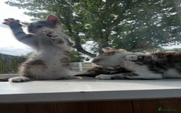 British Shorthair cats for sale: Kittens looking for loving homes - Image 4