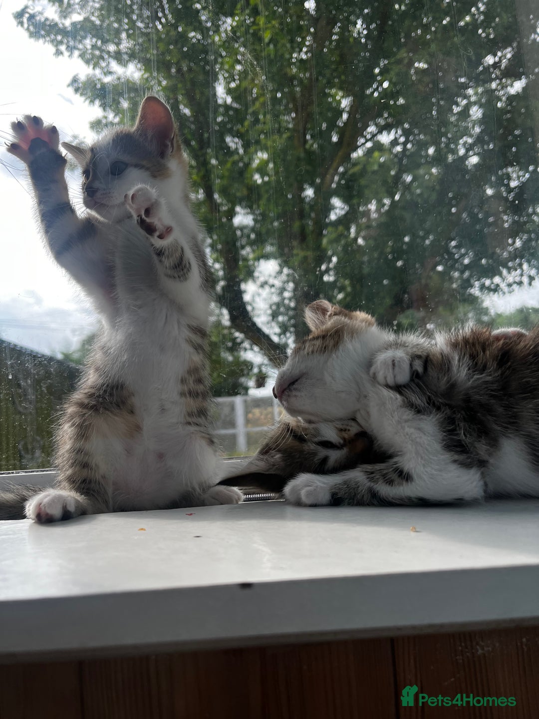 British Shorthair cats for sale: Kittens looking for loving homes - Image 4
