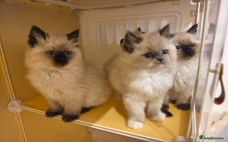 Ragdoll cats for sale: Beautiful Ragdoll Kittens Ready for Sale! - Advert 2
