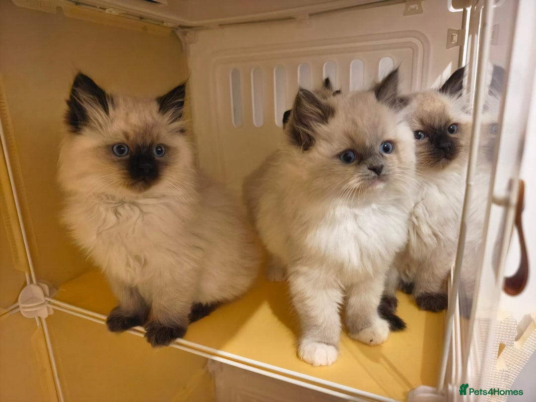 Ragdoll cats for sale: Beautiful Ragdoll Kittens Ready for Sale! - Advert 2