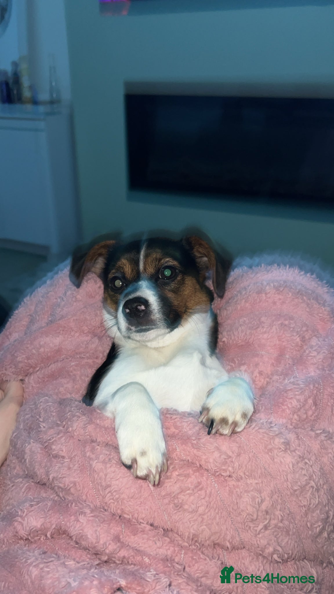 Jack Russell dogs for sale: 1 year old  in Trimdon Station - Advert 5
