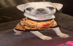 Pug dogs for sale: Sky the pug  - Image 2