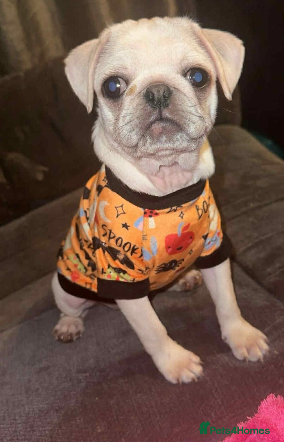 Pug dogs for sale: Sky the pug  - Image 2