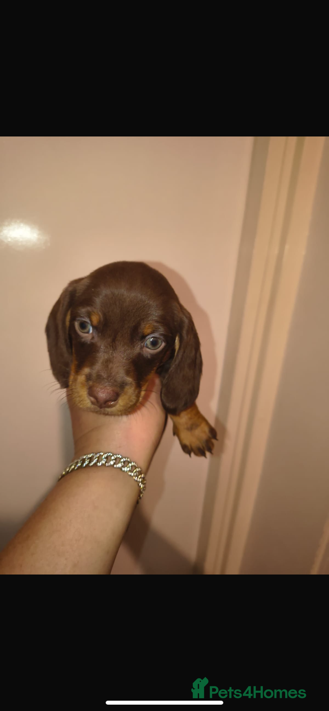 Dachshund dogs for sale: 6 miniature dauchund puppies for sale  - Advert 8