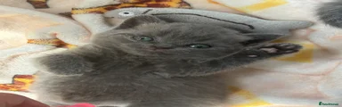 British Shorthair 1