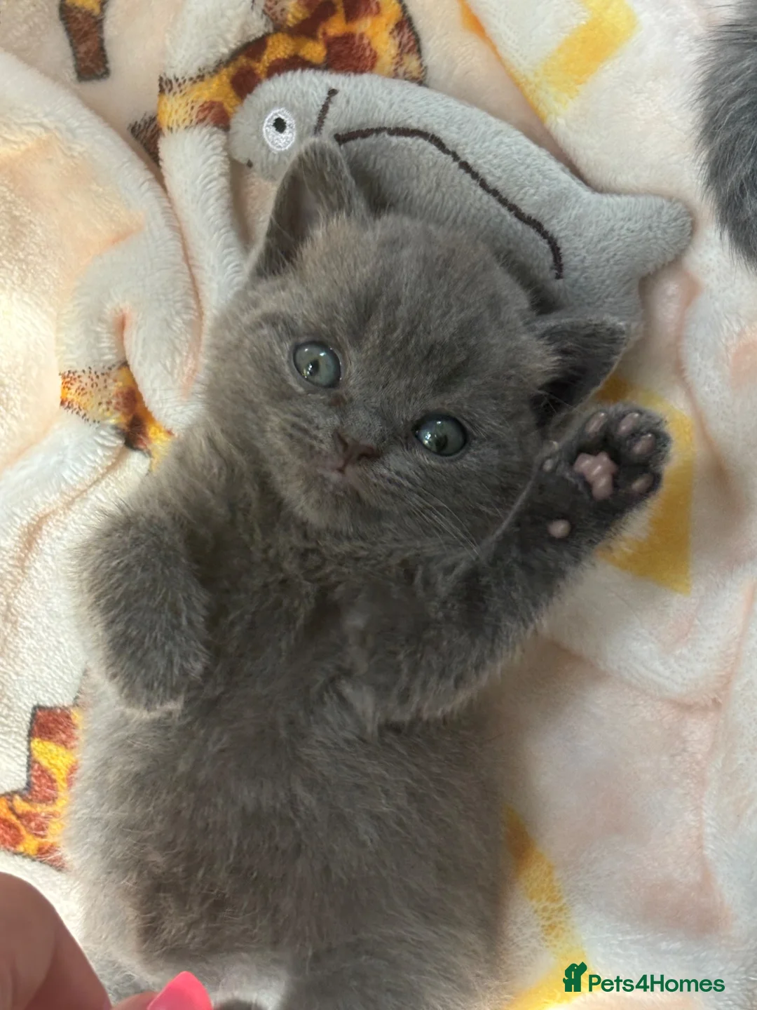 British Shorthair cats for sale: 2 beautiful girl kittens! - Advert 1