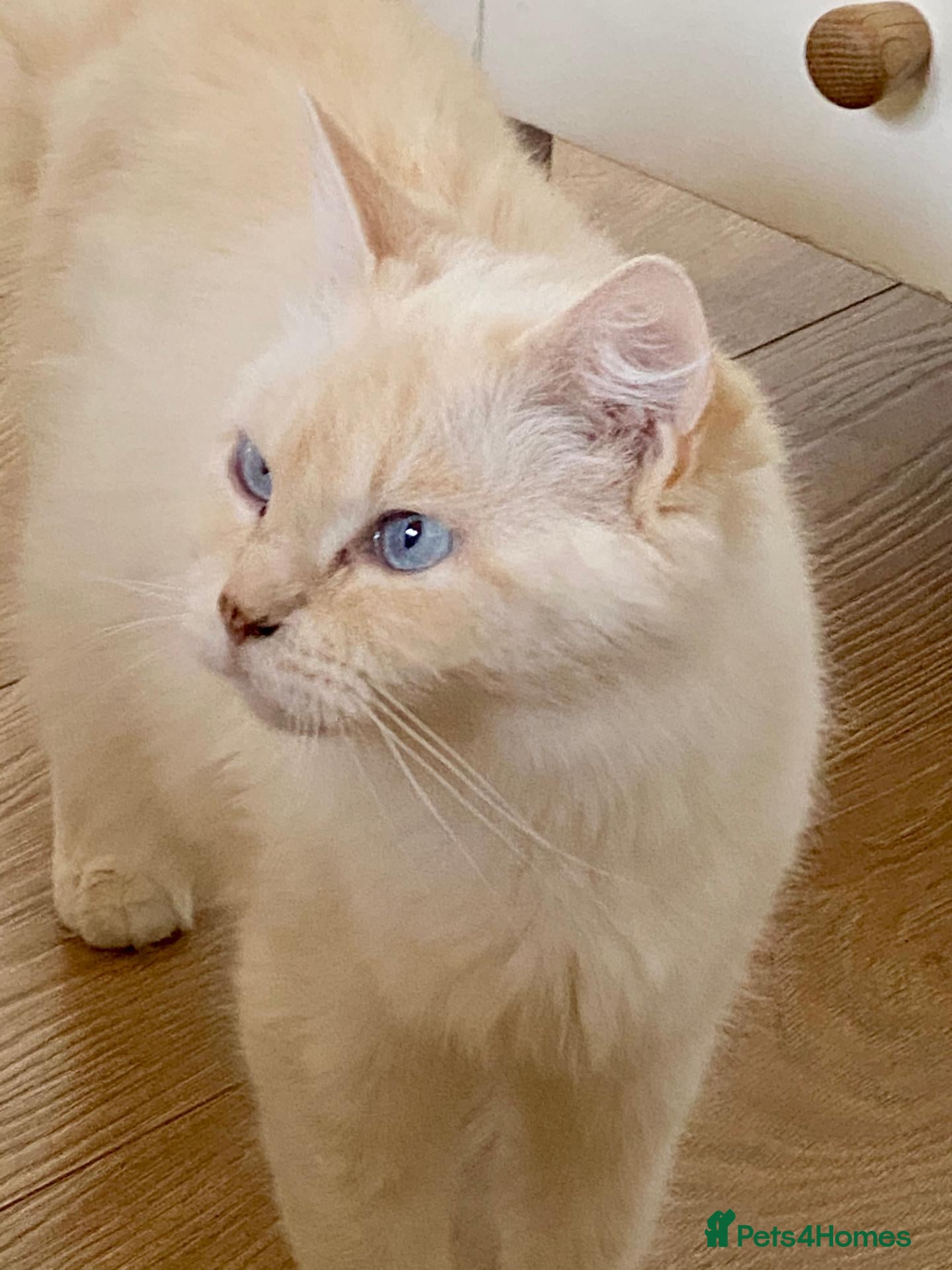Mixed Breed cats TWO beautiful half-breed Ragdoll boy kittens. - Advert 1