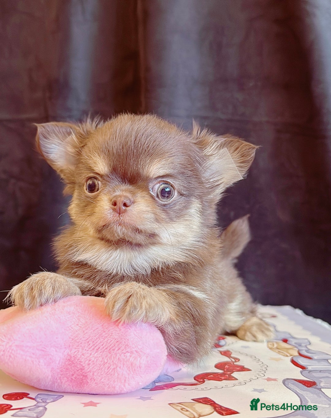 Chihuahua dogs for sale: Long haired chihuahuas - Advert 10