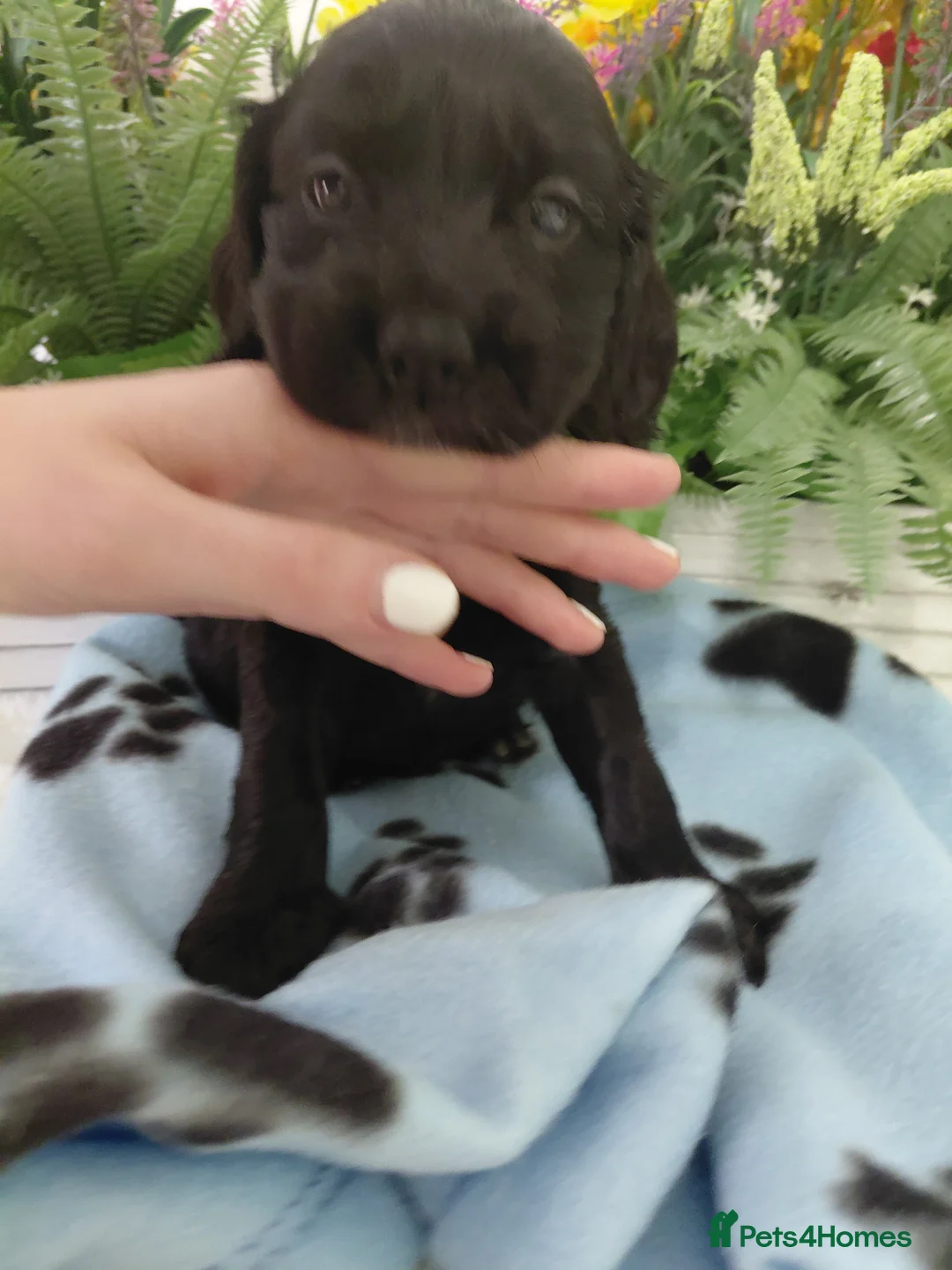 Cocker Spaniel dogs for sale: Cocker Spaniel Puppies - Advert 2